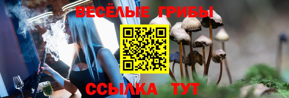 Бор  Псилоцибиновые грибы GOLDEN TEACHER  Вход с VPN  сколько стоит  Псилоцибиновые грибы Psilocybe 